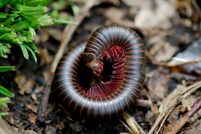 Do Millipedes Turn into Moths featured