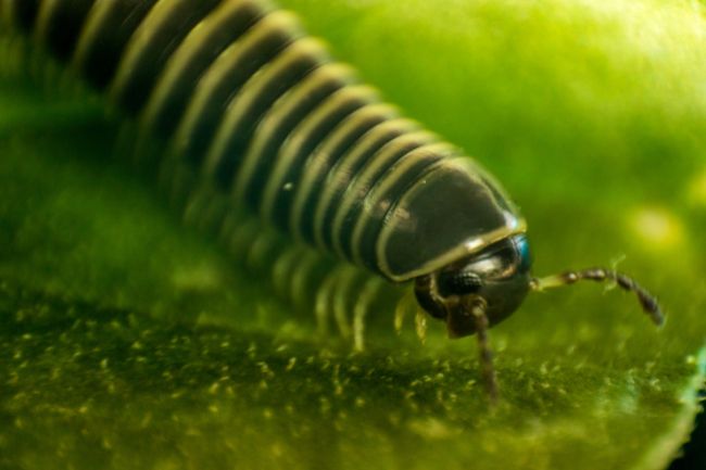 Here's How do Millipedes Breathe featured