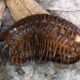 Here's How do Millipedes Protect Themselves featured