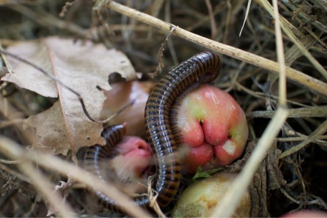 Millipedes Eating and Drinking Explained featured