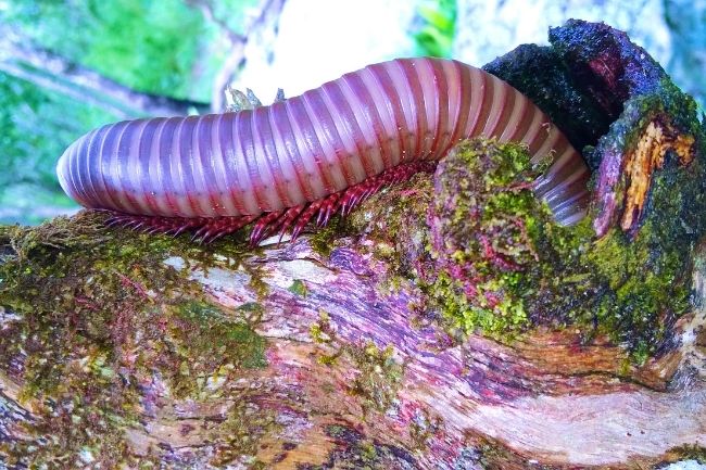Millipedes in Winter Do They Hibernate featured