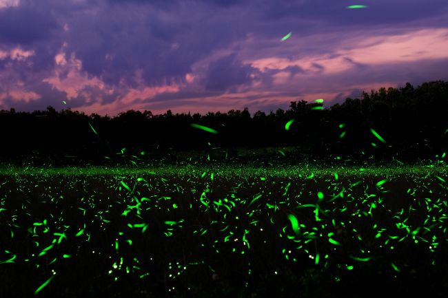 Wondering Where do Fireflies Live featured