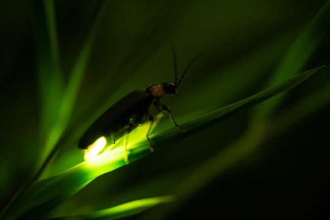 fireflies eat