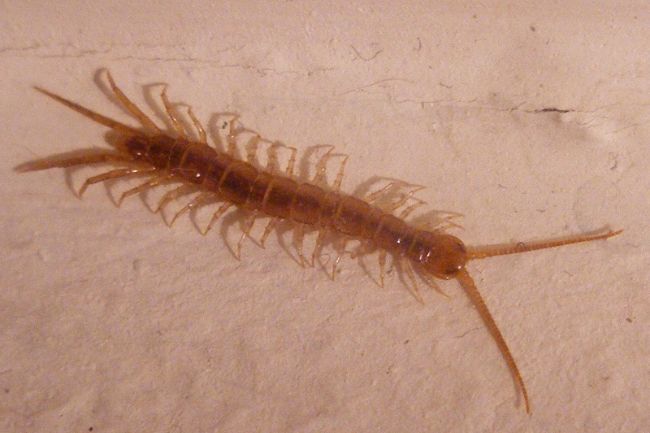 Common centipede