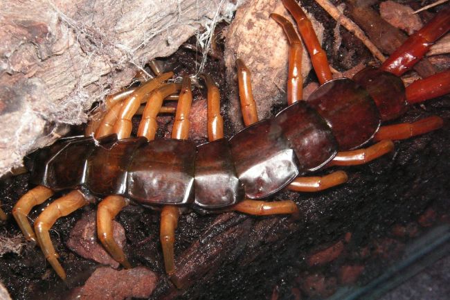 Peruvian giant yellow leg centipede