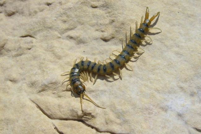 Scolopendra cingulata