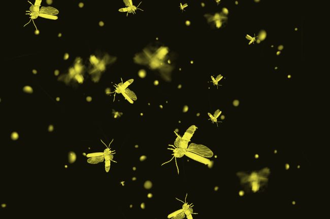 Tips for Keeping Fireflies Alive featured