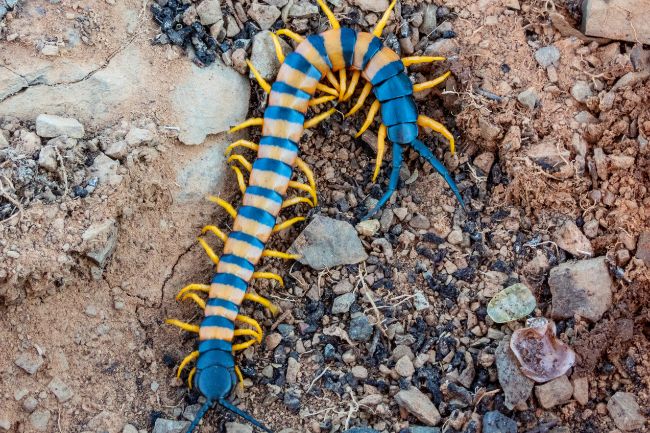 A List of Centipedes that are Poisonous to our Pets featured