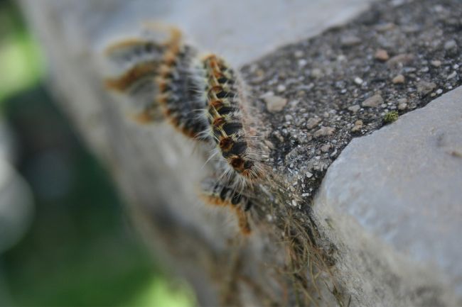 Centipedes and Climbing Explained Walls, Beds, & Much More featured
