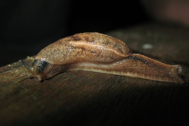 Dromedary Jumping slug