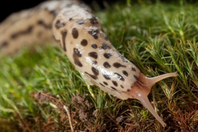 The leopard slug