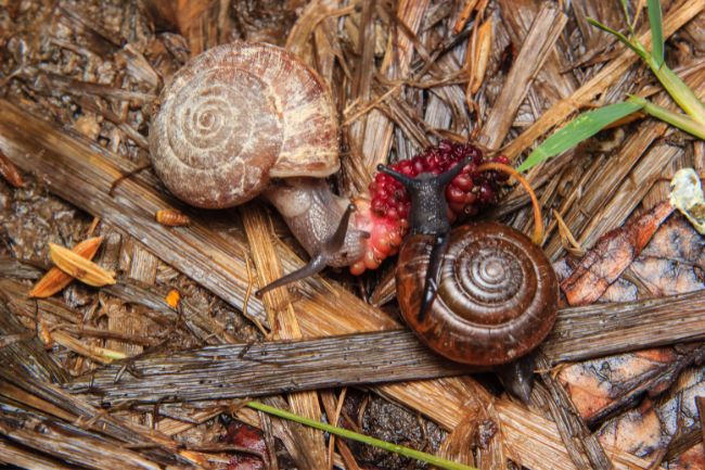snail eat