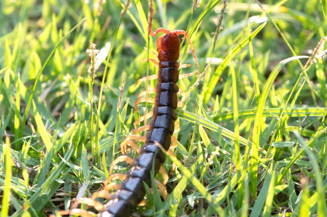 Centipedes in Your Garden Good or Bad featured