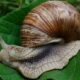 Is Snail Vertebrate or Invertebrate featured