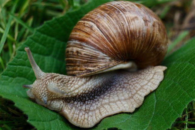 Is Snail Vertebrate or Invertebrate featured