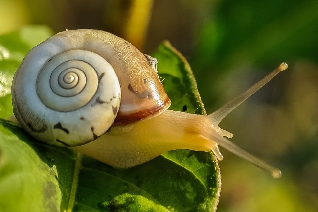 Snail Diet Explained What and How do They Eat and Drink featured