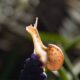 Snails Breathing Explained How do they do it featured