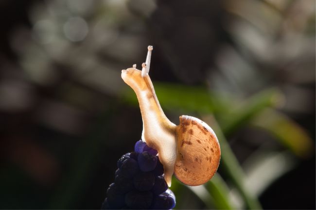 Snails Breathing Explained How do they do it featured