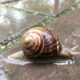Snails When it Rains Why Do The Come Out featured