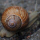 Snails and Their Shells Everything You Need to Know featured