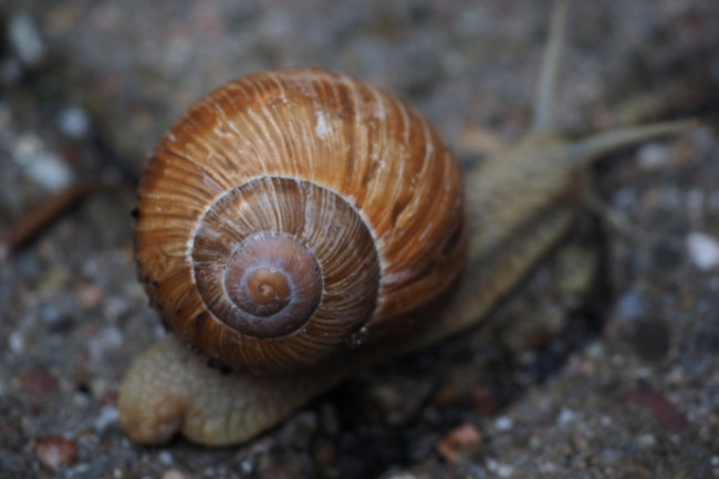 Snails and Their Shells Everything You Need to Know featured
