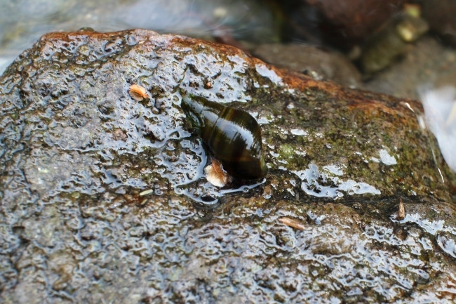 freshwater snail eat