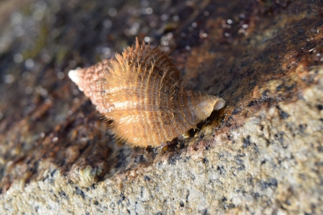 sea snail eat