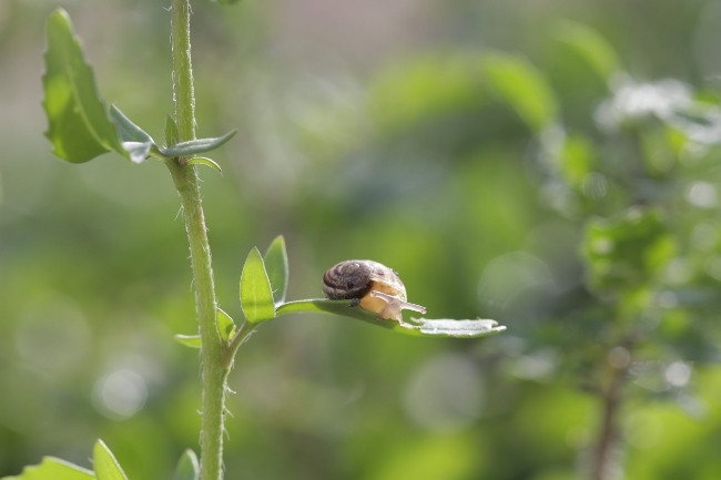 snail eat plants