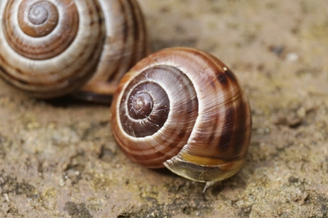 snail shells grow