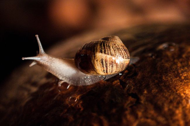 A land snail
