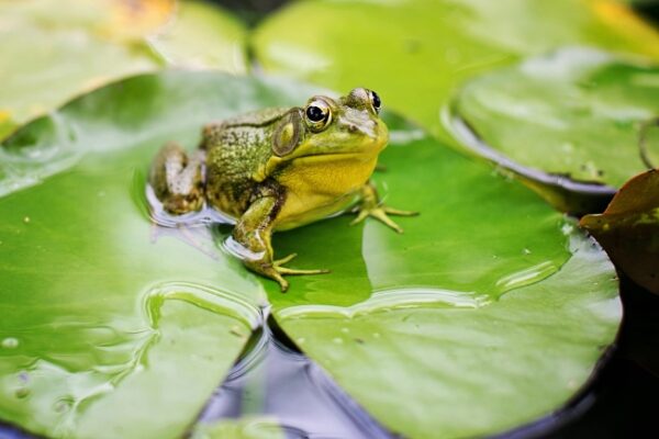 Frog Species: How Many of Them Are Out There?