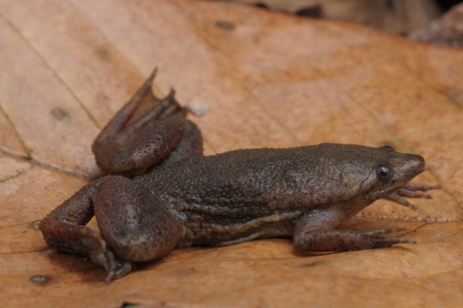Common Surinam toad