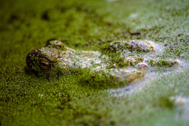 Frog covered in green algea