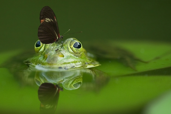 Frog in pond butterfly