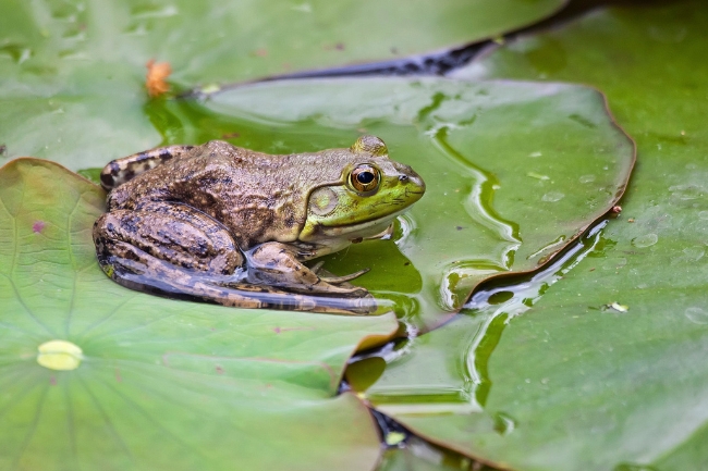 Frog on lilypad