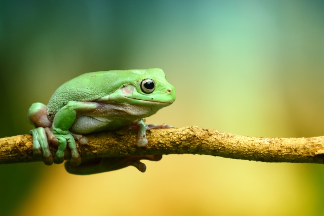 Frog on tree stick