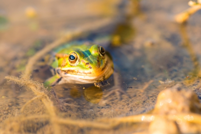 Green frog in puddle