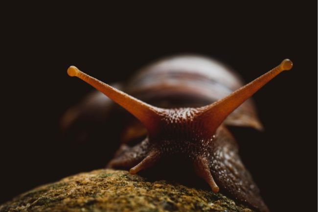 How do Snails Use Their Eyes Featured Image