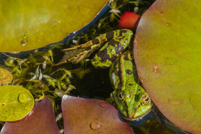 How frogs find ponds