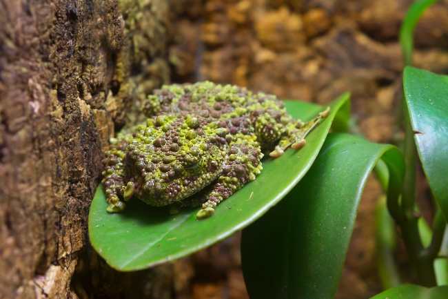 Moss frog