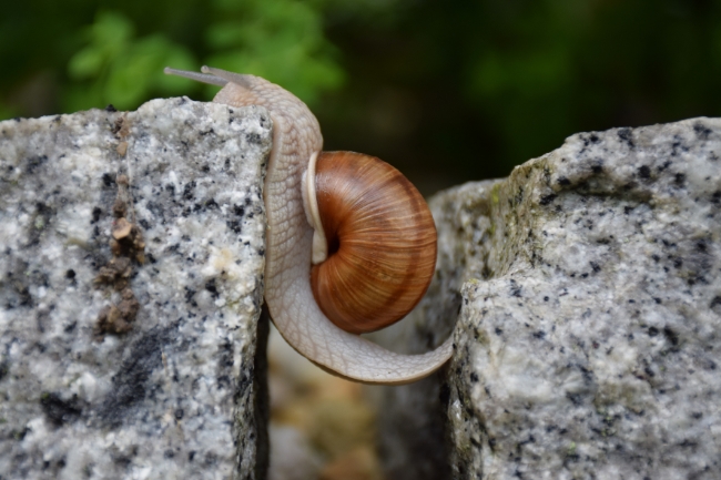 Snail between rocks