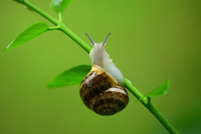 Snail on branch