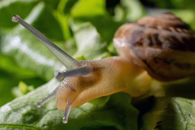Snail on leaf closeup