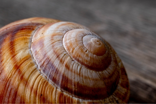 Snail shell close up