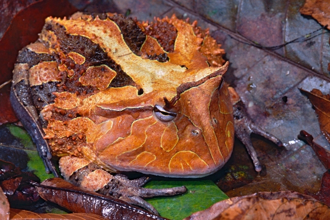 Surinam horned frog