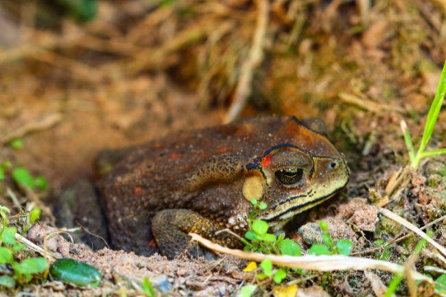 Toad hibernating
