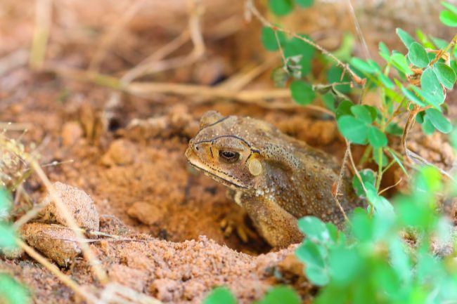 Toad crawling out of a hole