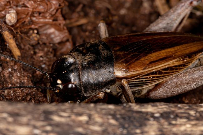 How Crickets Perceive Pain featured image