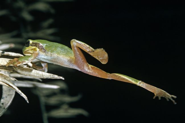 leaping frogs featured image