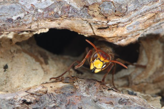 Ground-nesting hornets featured image